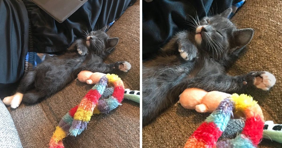 20 Animals Who Were Caught Right in the Act