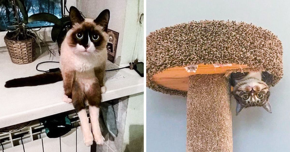 20+ Times Someone Messed Up Cats’ Settings