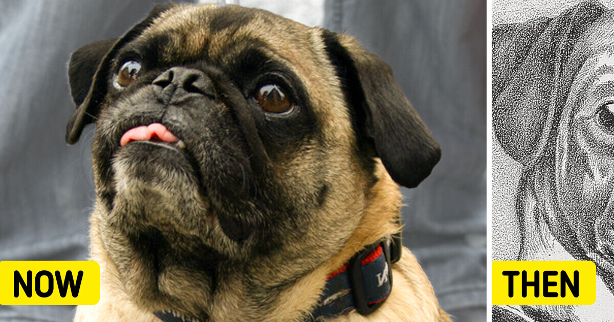 10 Dog Breeds That Were Completely Different Before Humans Stepped In 10 Dog Breeds That Were Completely Different Before Humans Stepped In