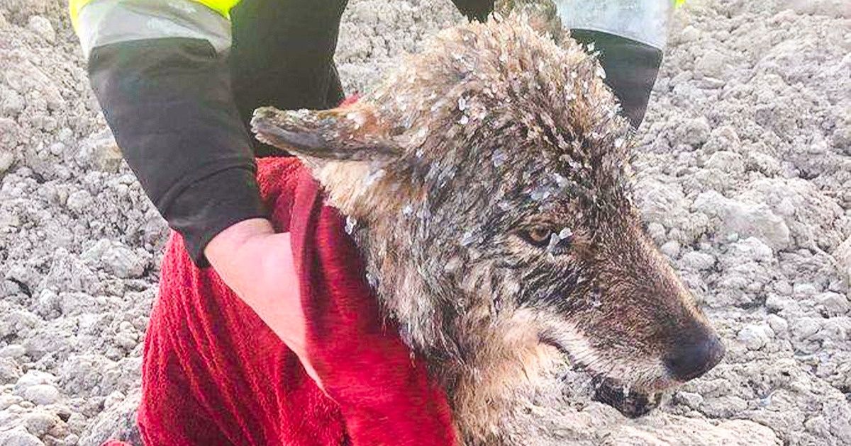 Workers Rescue a Dog From Freezing Water and Rush It to a Clinic, but They’re Yet to Discover It’s a Wild Wolf Workers Rescue a Dog From Freezing Water and Rush It to a Clinic, but They’re Yet to Discover It’s a Wild Wolf