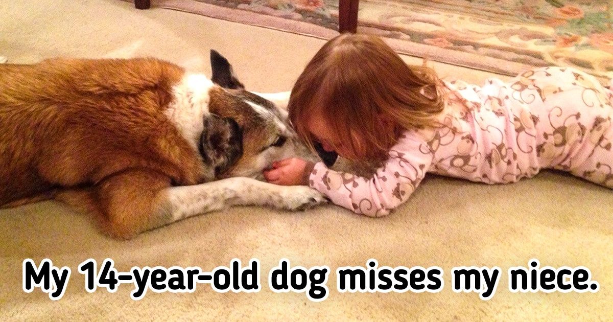 22 Elderly Pets That Are Never Too Old to Shower Us With Love 22 Elderly Pets That Are Never Too Old to Shower Us With Love