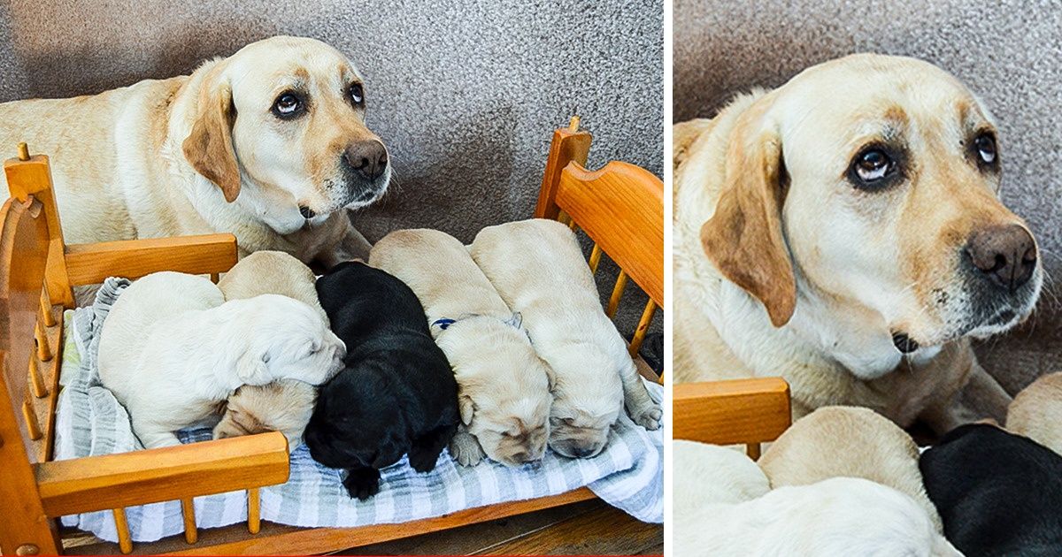 20 Photos That Captured the Exact Moment That Furry Parents Ran Out of Patience