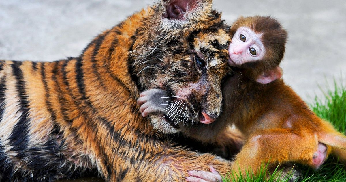 27 Photos of Animals That Turn Our Hearts to Mush