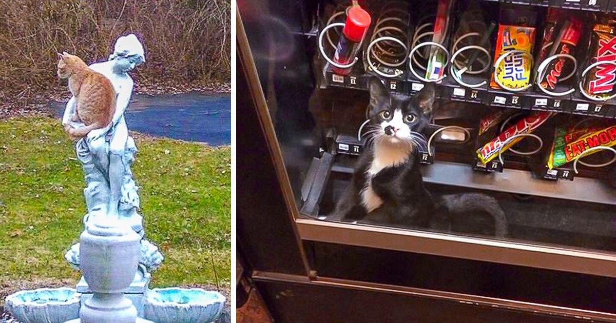 27 Pets That Don’t Want to Act Like Ordinary Animals