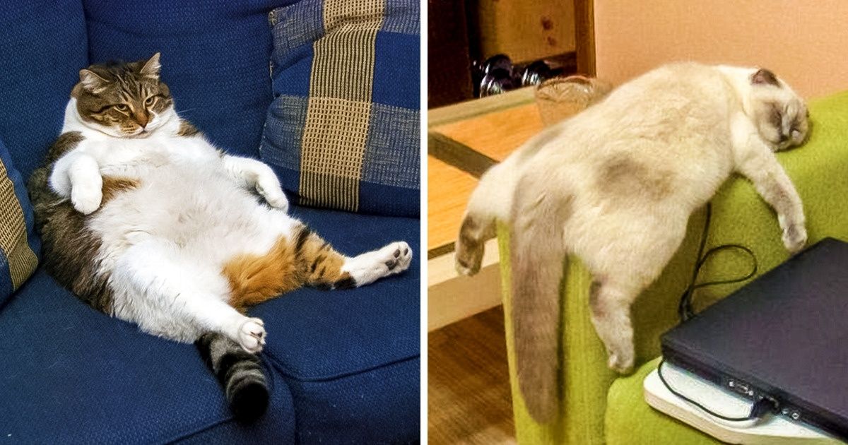24 Cats Who Are So Tired, They Don’t Give a Darn