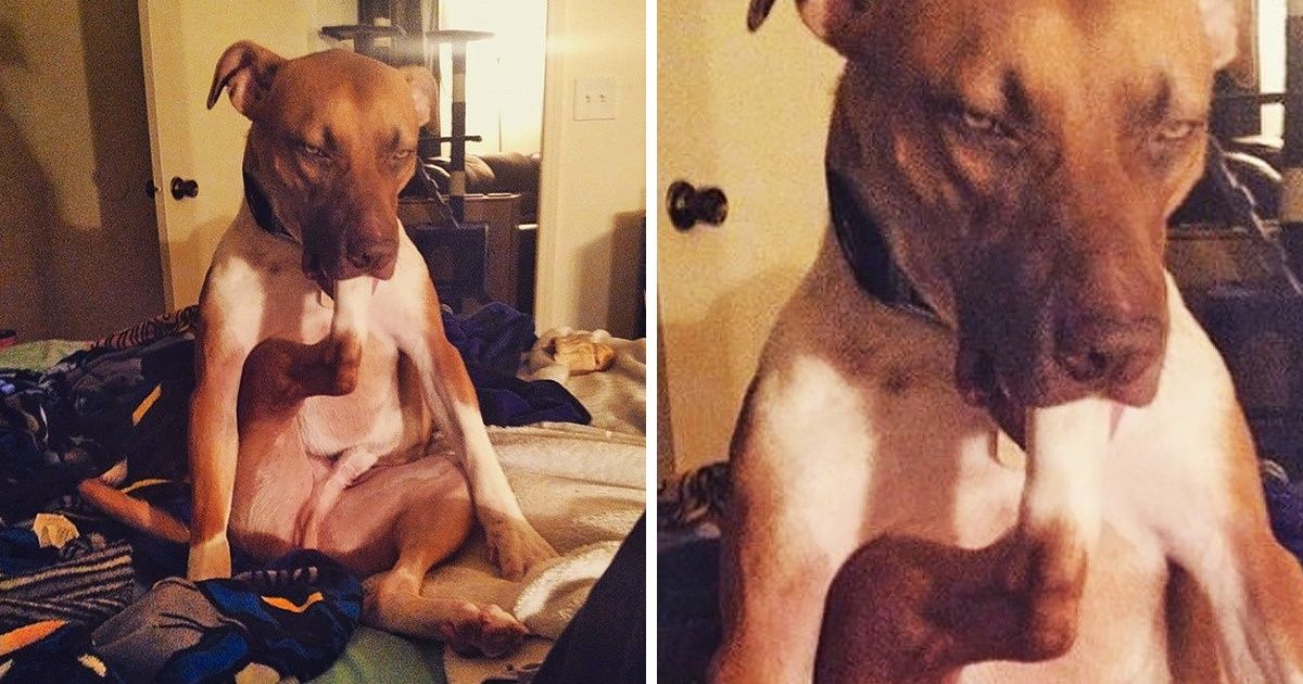 23 Times Dogs Were So Weird, We Couldn’t Explain It 23 Times Dogs Were So Weird, We Couldn’t Explain It