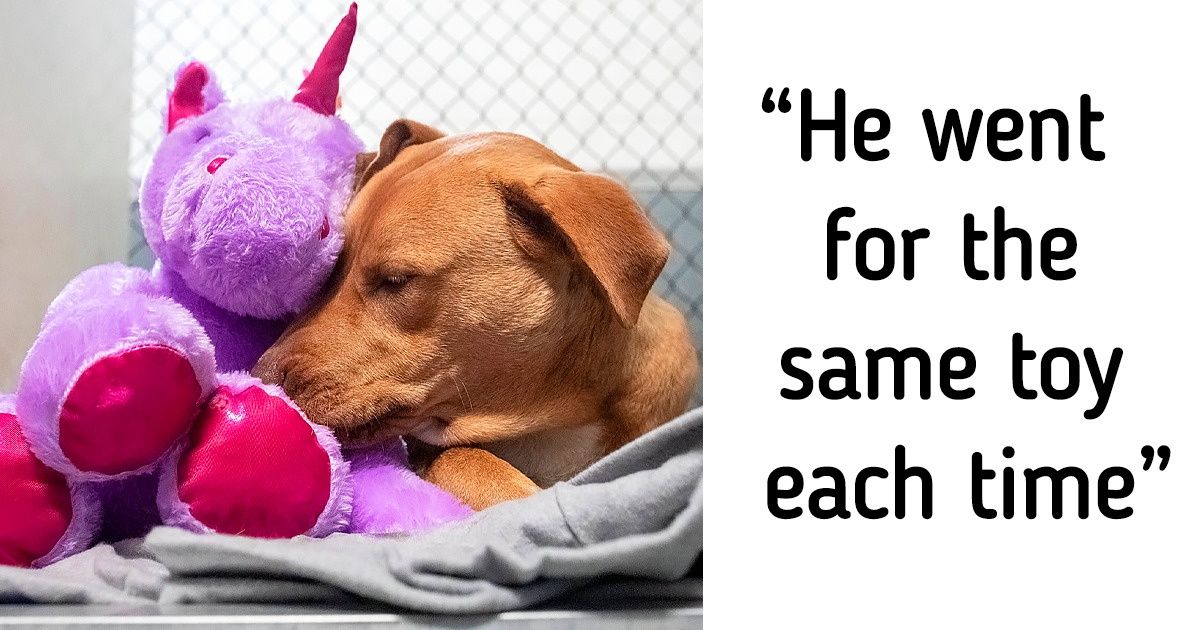 Stray Dog Gets Locked Up for Trying to Steal a Toy Multiple Times but This Story Has a Happy Ending