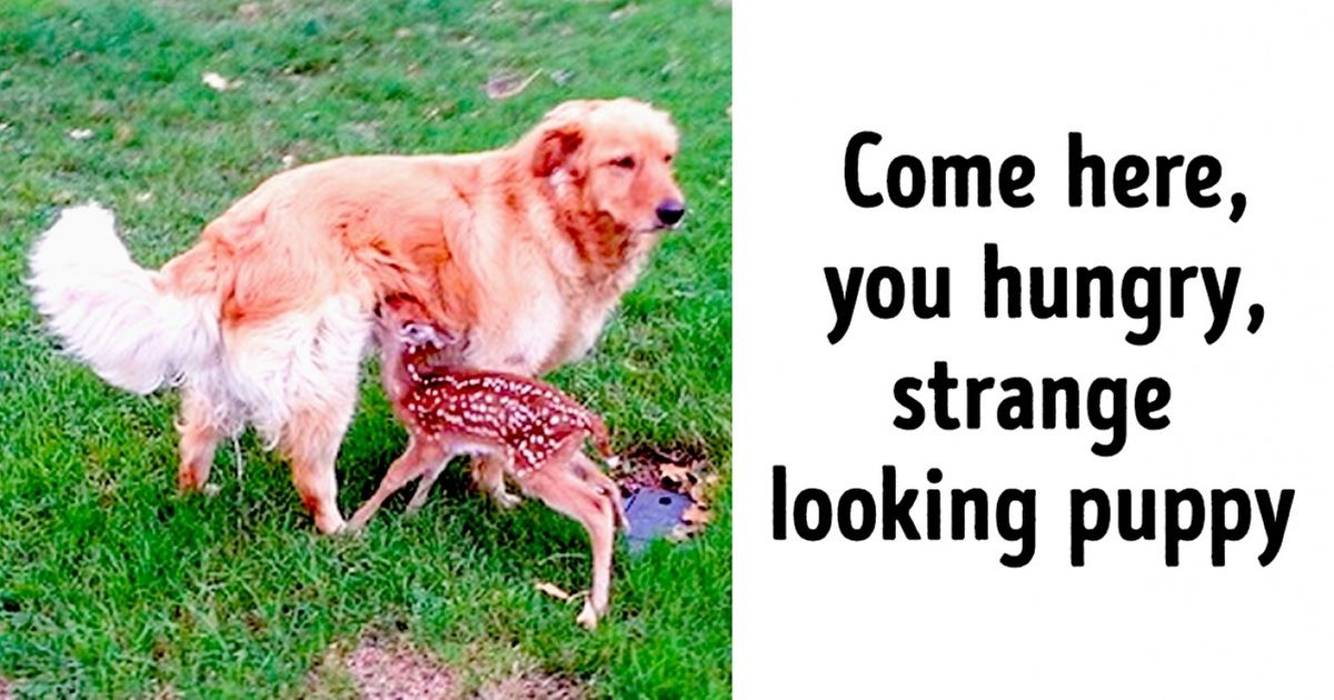 25 Reasons Why Everyone Should Have a Retriever 25 Reasons Why Everyone Should Have a Retriever