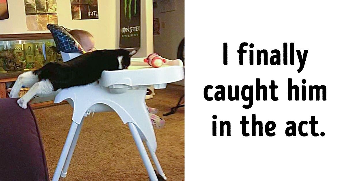 20 Cheeky Pets Who Look So Excited About Their Crimes, It’s Hard to Be Angry With Them 20 Cheeky Pets Who Look So Excited About Their Crimes, It’s Hard to Be Angry With Them