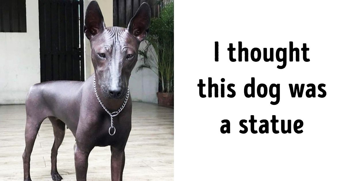 20 Astonishing Dogs That Seem to Have Come From Another Planet 20 Astonishing Dogs That Seem to Have Come From Another Planet