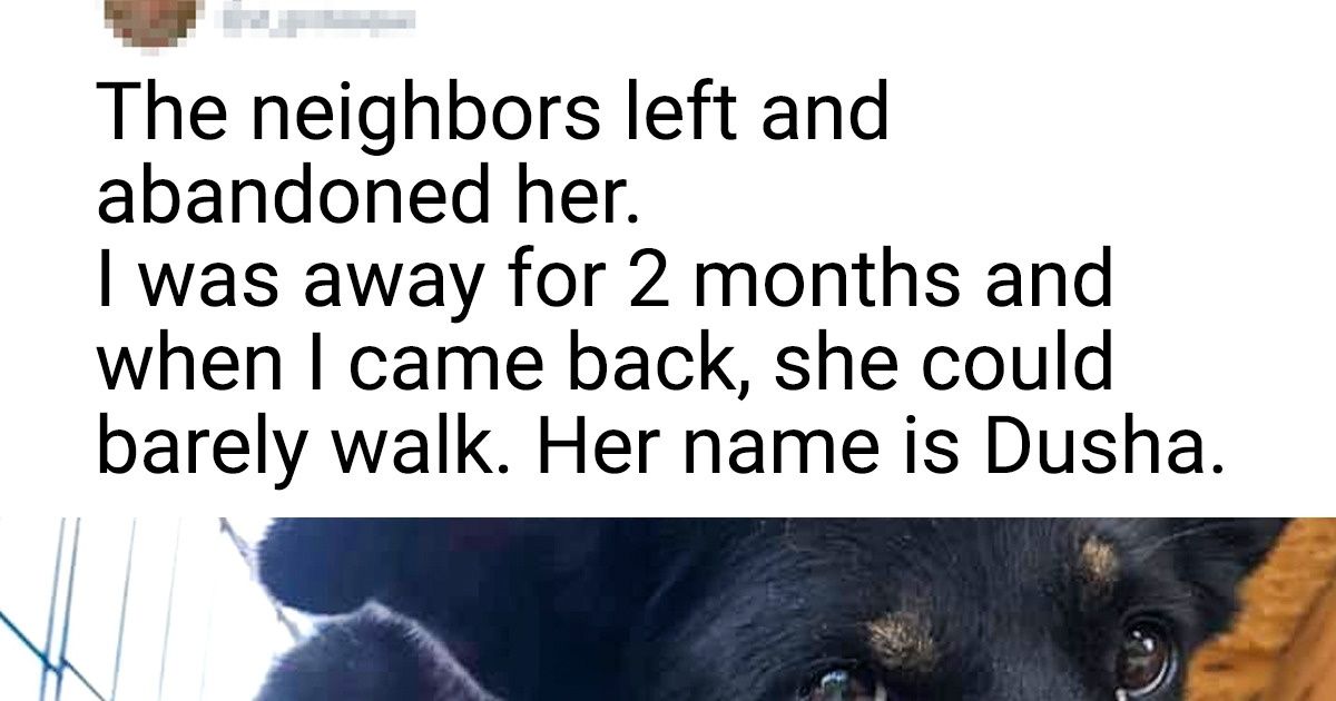 15+ Moving Photos Showing Animals Who Won a Ticket to a Happier Life