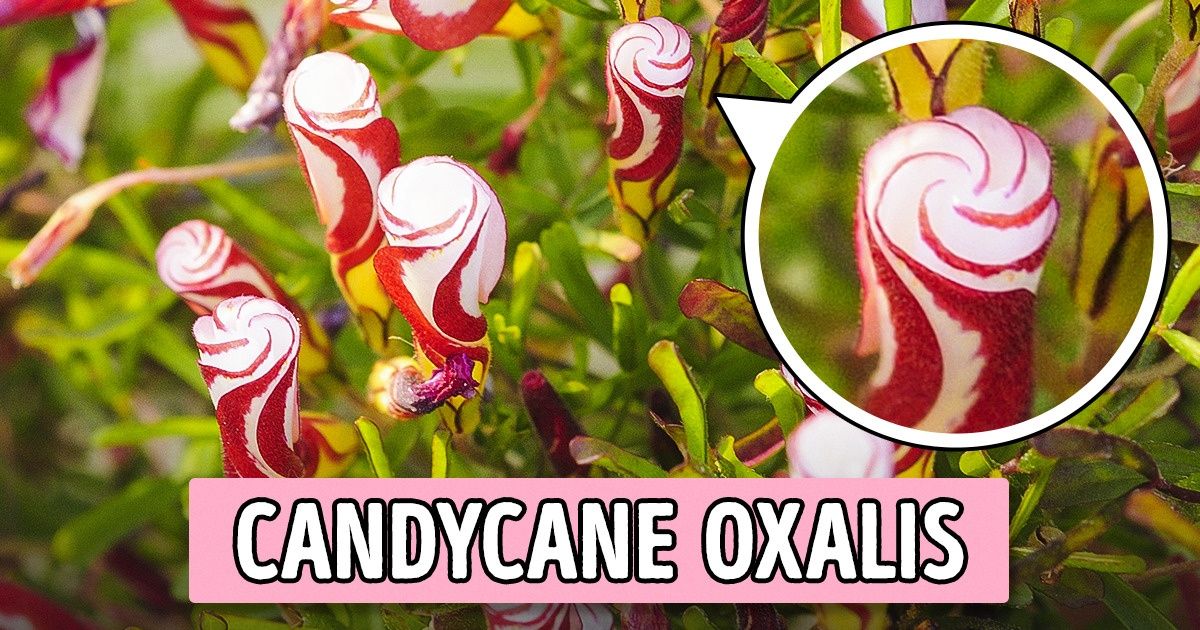 Try Planting These 15 Flowers, and Your Garden Will Turn Into the Sweetest Dessert