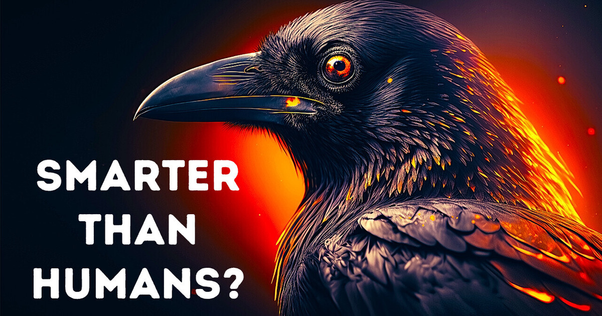 Crows Aren’t Just Smart, They Are Scarily Smart Crows Aren’t Just Smart, They Are Scarily Smart