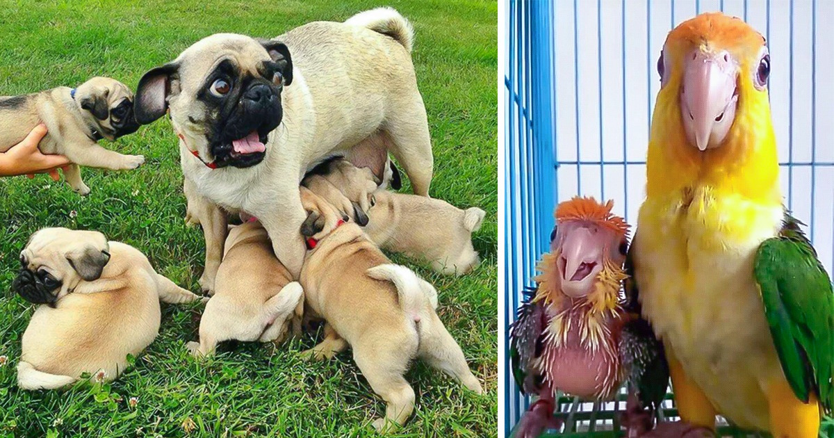 21 Pets and Their Irresistibly Adorable Mini-Mes 21 Pets and Their Irresistibly Adorable Mini-Mes