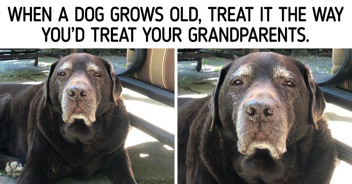 14 Tips to Make a Senior Dog Feel More Comfortable 14 Tips to Make a Senior Dog Feel More Comfortable