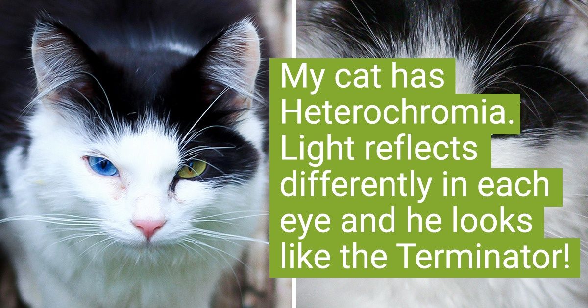 18 Pets That Are So Unique, It’s Hard to Believe They’re Even Real
