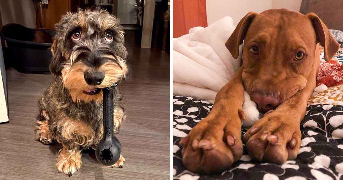 If Oscars Were Given for “Puppy Eyes” These 20 Little Guys Would Win
