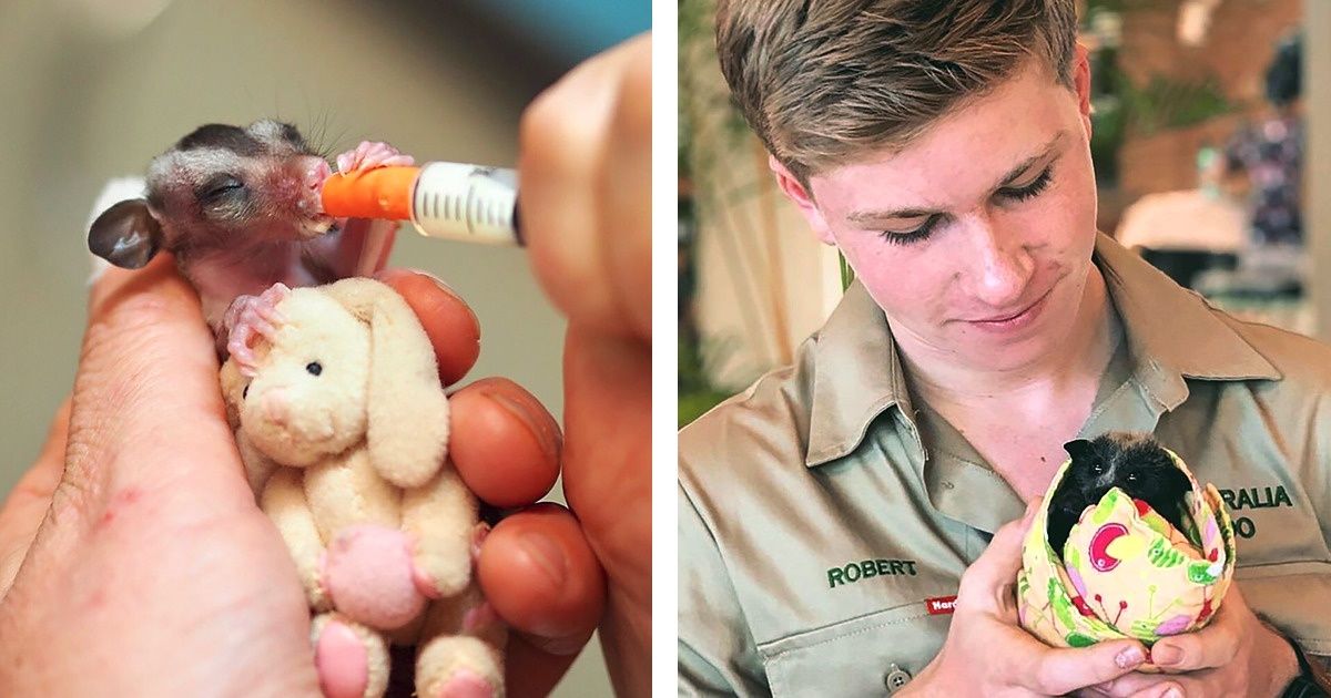 Good News: The Irwin Family Has Rescued Thousands of Animals From the Australian Bushfires Good News: The Irwin Family Has Rescued Thousands of Animals From the Australian Bushfires
