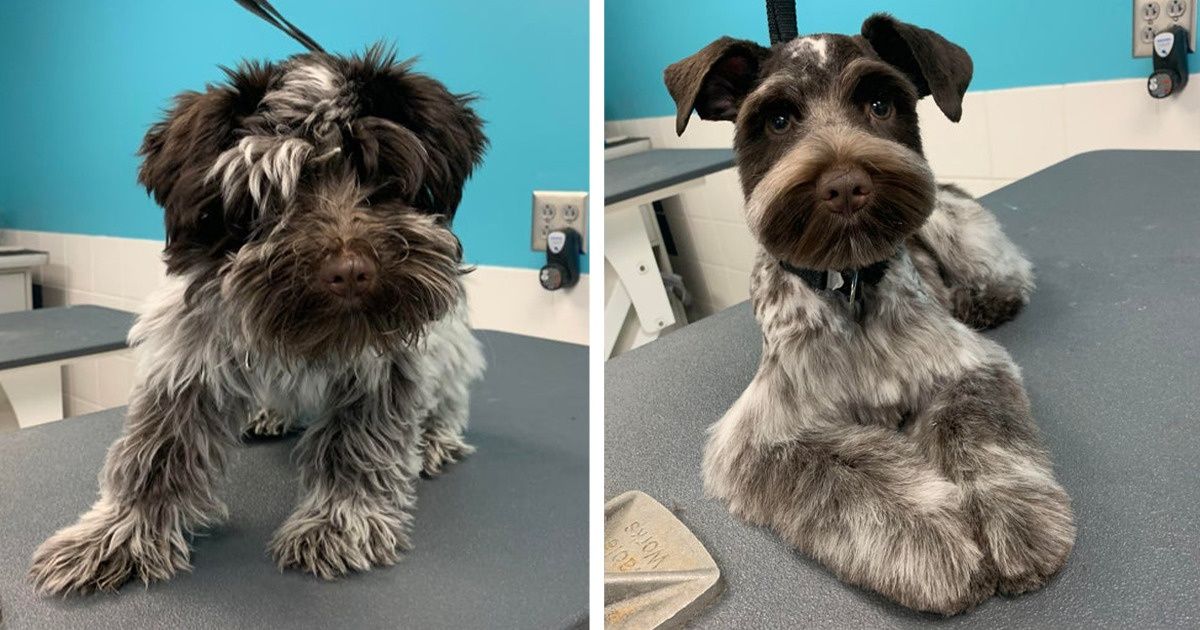 18 Dogs Whose Owners Couldn’t Recognize Them After Picking Them Up From the Groomer 18 Dogs Whose Owners Couldn’t Recognize Them After Picking Them Up From the Groomer