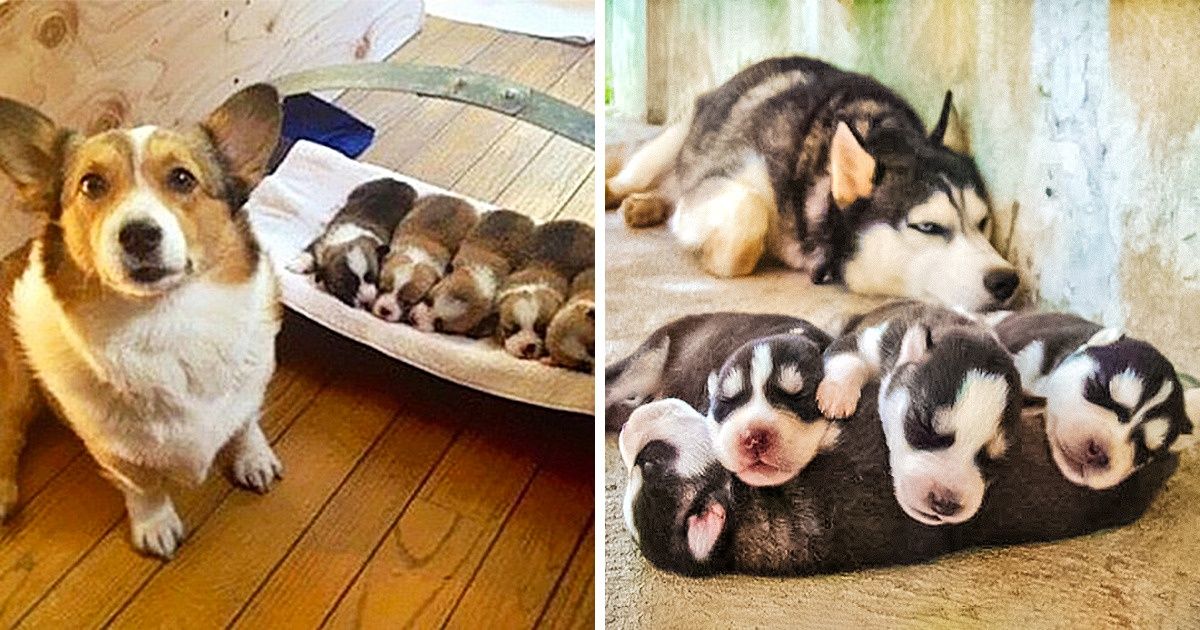 20 Furry Moms Whose Babies Won Our Hearts