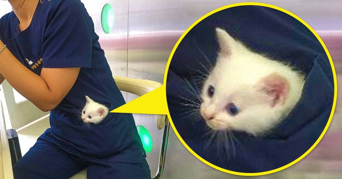 19 Animals That Are Always There for Their Hoomans