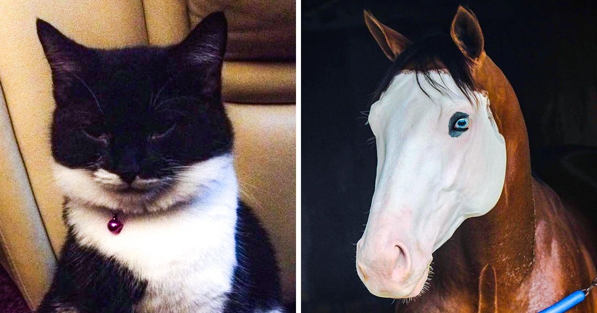 20 Marvelous Animals That Were Born With Masks