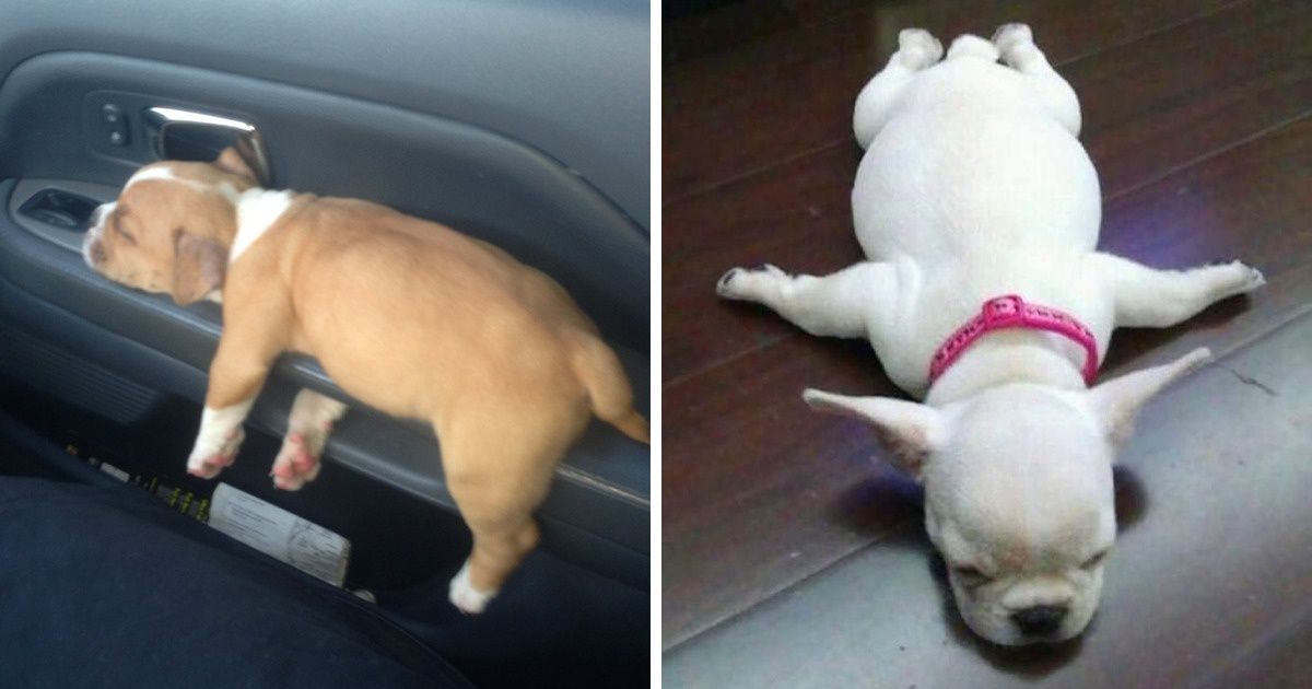 25 Dogs Who Were Caught at the Most Unexpected Moment