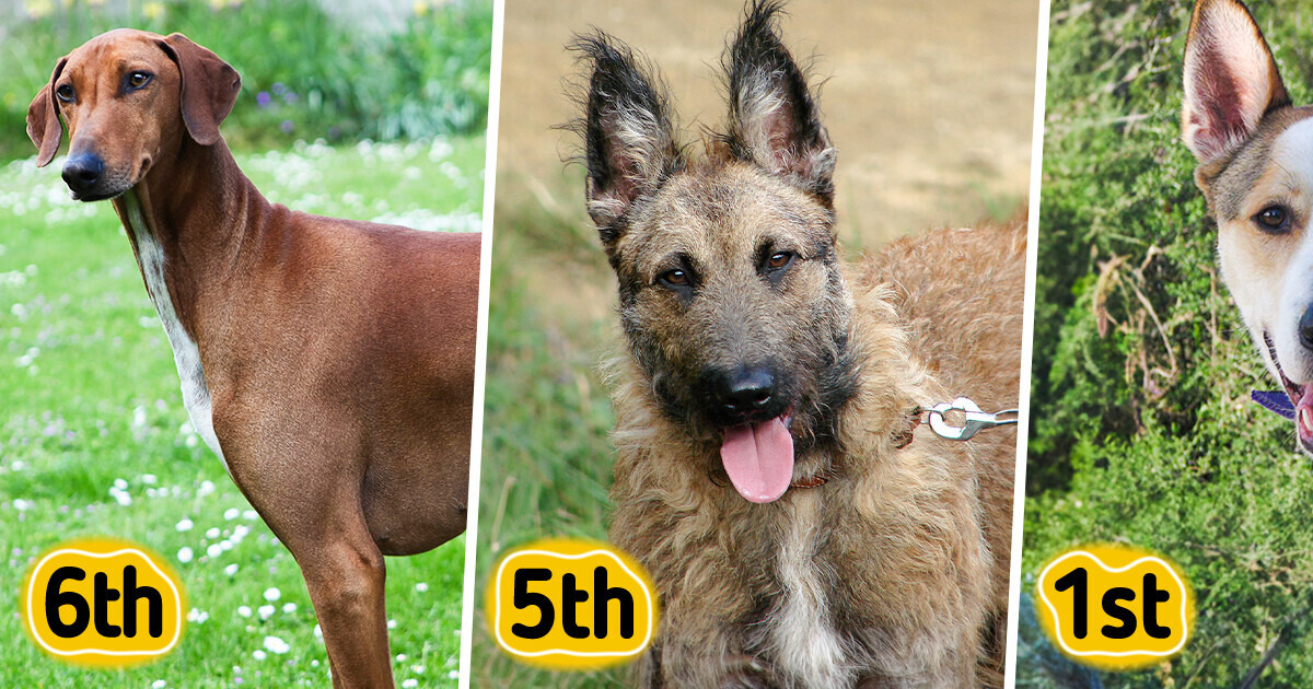 10 Rare Dog Breeds You’ve Probably Never Heard Of 10 Rare Dog Breeds You’ve Probably Never Heard Of