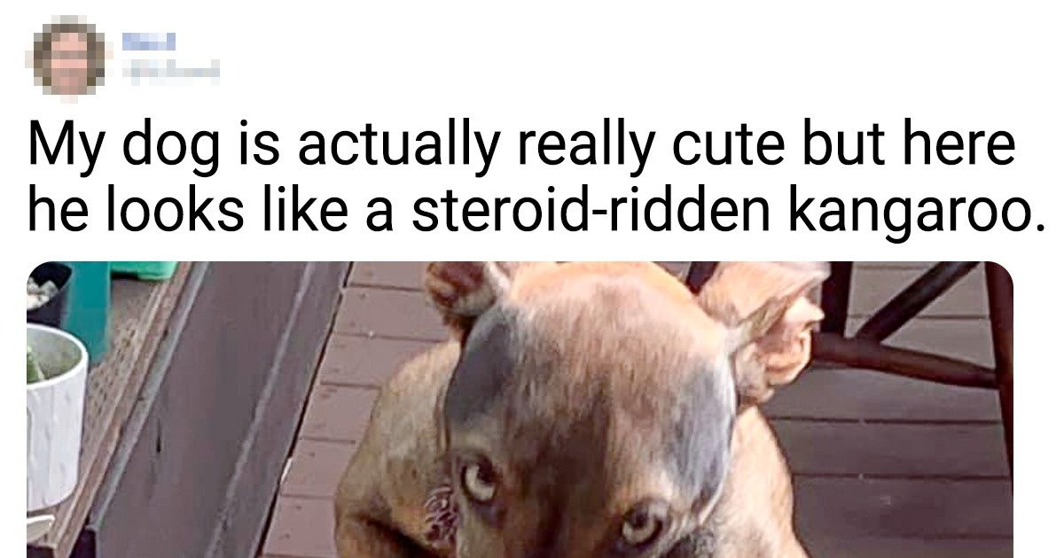17 Photos Proving That Animals Can Also Look Absurd in Photos