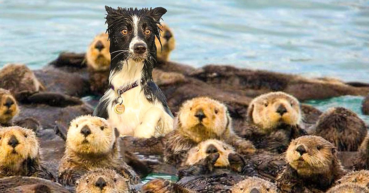 16 Hilarious Animals That Can’t Decide What Species They Belong To