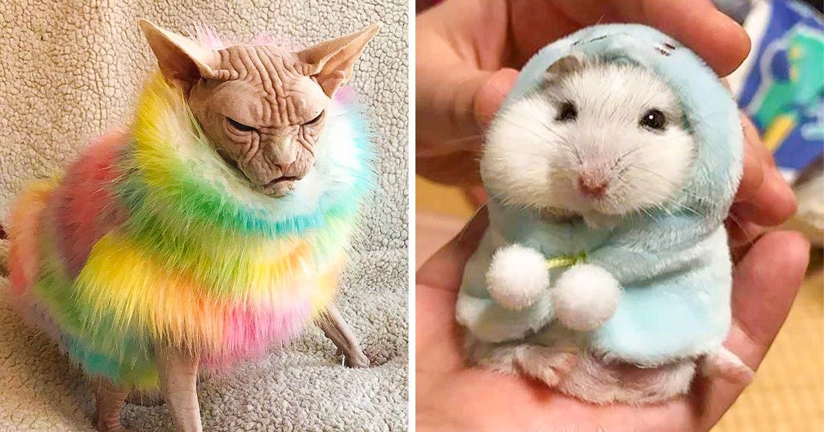 20 Animals That Flaunted Their Winter Looks, and We Can’t Help but Hold a “Who Wore It Better” Contest