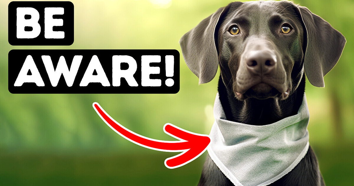 If a Dog Is Wearing This Bandana, Stay Away If a Dog Is Wearing This Bandana, Stay Away