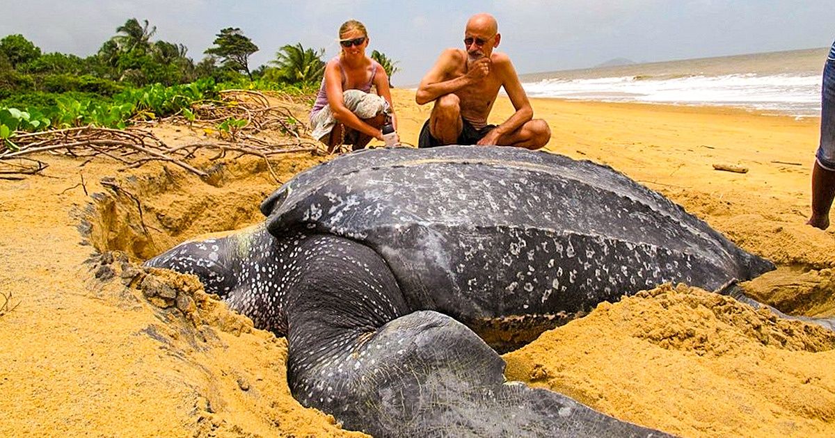 20 Astonishing Animals Whose Size Is Beyond Our Understanding 20 Astonishing Animals Whose Size Is Beyond Our Understanding