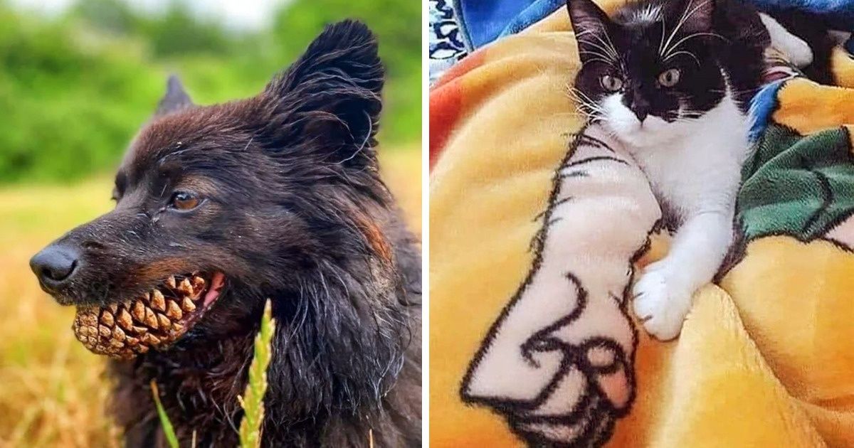 20 Pics With Confusing Perspectives That Can Deceive Your Eyes