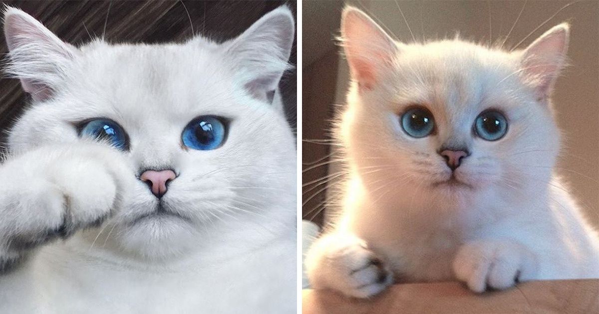 15 Creatures Whose Eyes Are So Beautiful, They’re Hypnotizing