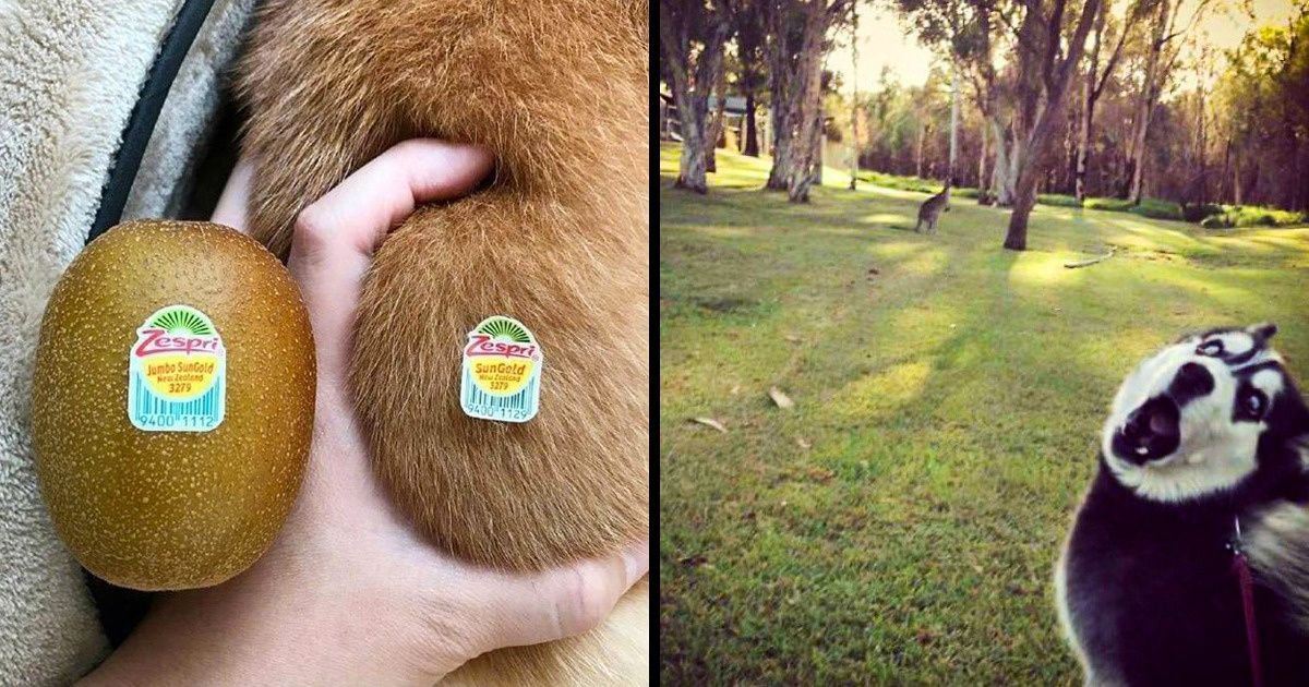 25 Times Animals Proved to Be an Infinite Source of Amusement