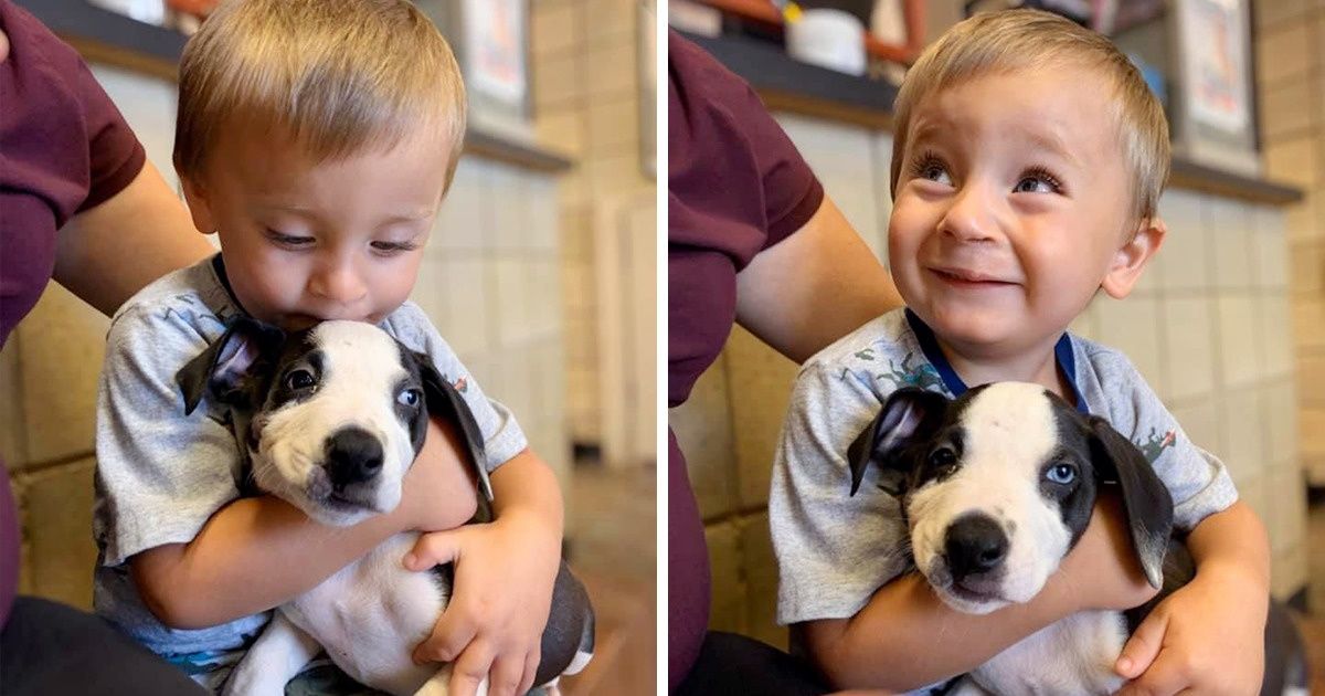 A Boy and a Puppy Who Both Have a Cleft Lip Find Each Other From Over 1,000 Miles Away and Become Friends