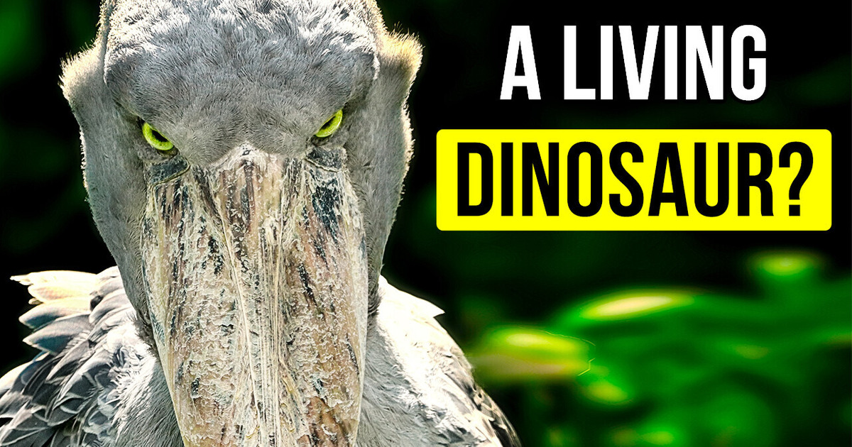 6 Prehistoric Animals That Are Somehow Still Around / Bright Side