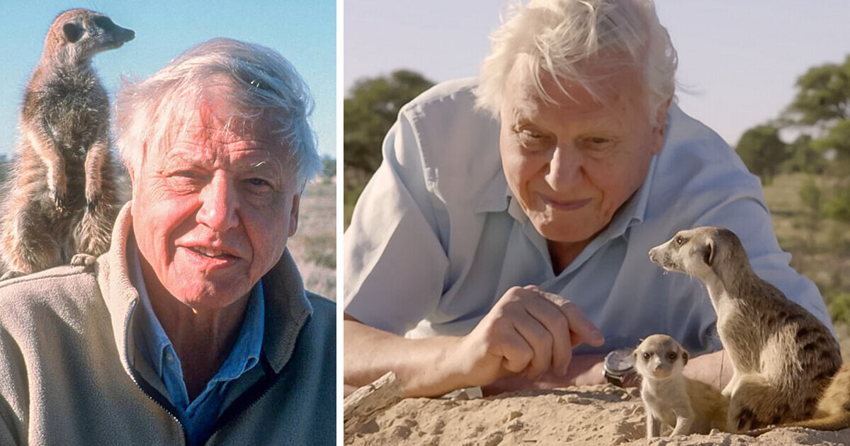 Sir David Attenborough Returns to TV With a New Series at 97 Years Old