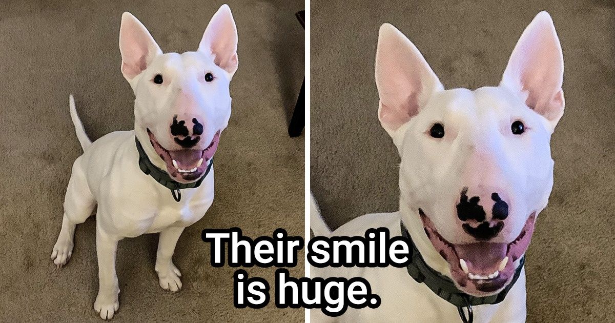 23 Reasons to Not Adopt a Bull Terrier (Spoiler Alert: There Are Way Too Many Cuddles Required) 23 Reasons to Not Adopt a Bull Terrier (Spoiler Alert: There Are Way Too Many Cuddles Required)