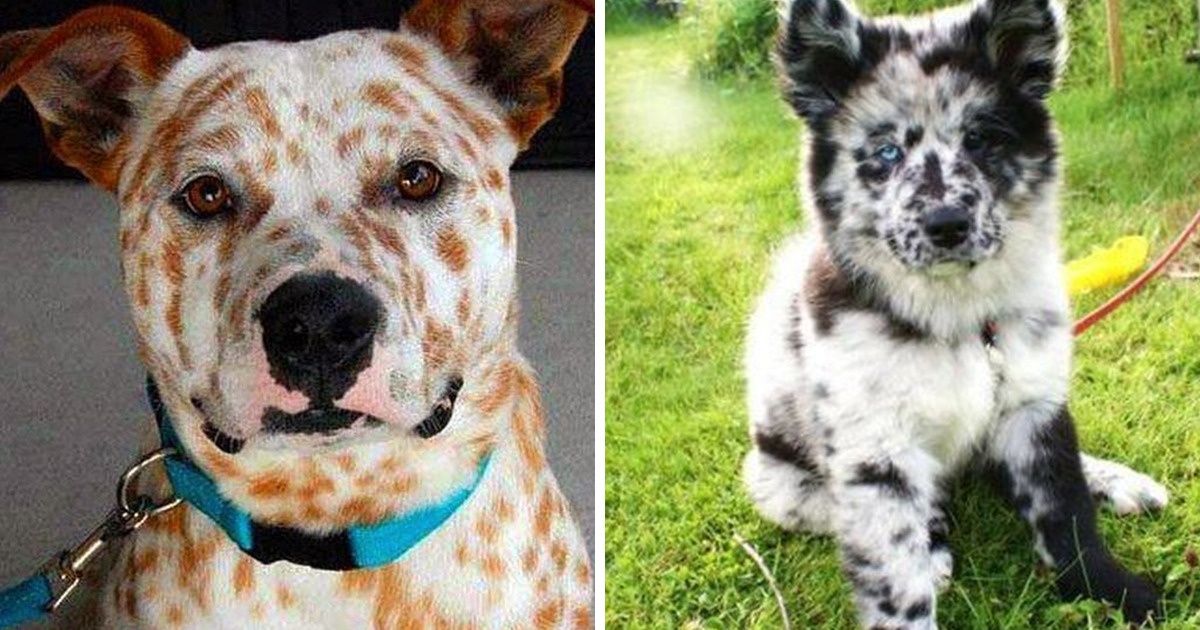 24 Dogs With Unique Markings We Fell in Love With