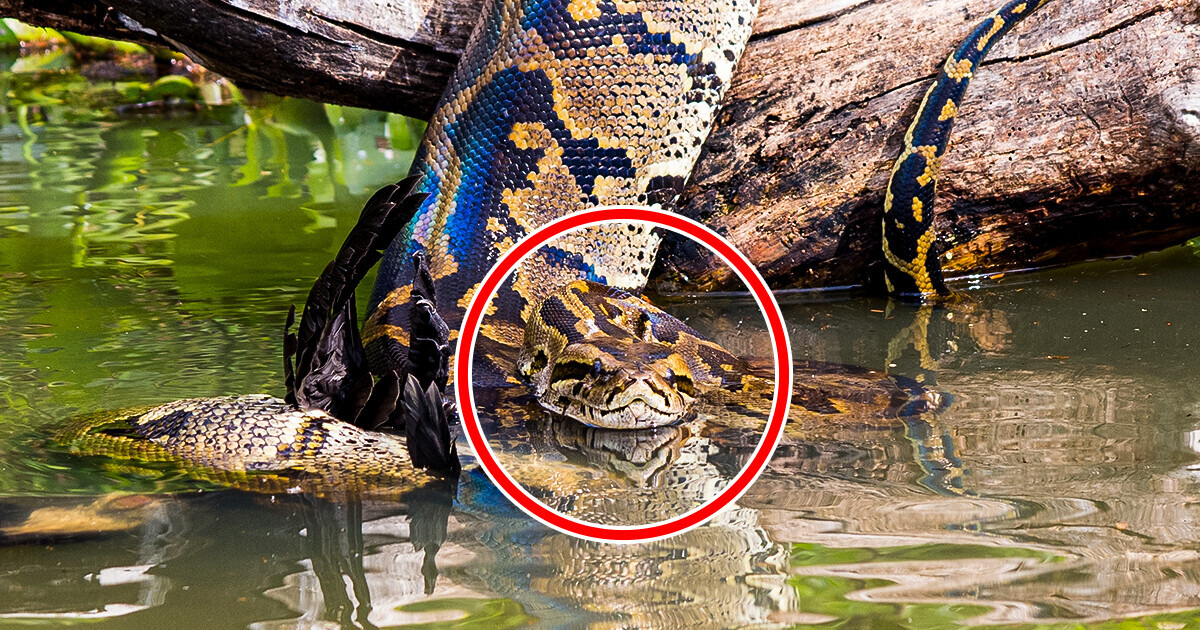 10 Photos That Will Make You Think Twice About Going Swimming 10 Photos That Will Make You Think Twice About Going Swimming