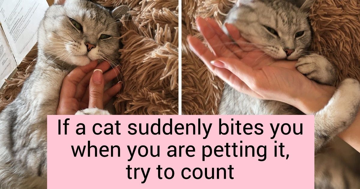 12 Facts Proving That Nature Worked Really Hard on the “Cat” Project 12 Facts Proving That Nature Worked Really Hard on the “Cat” Project