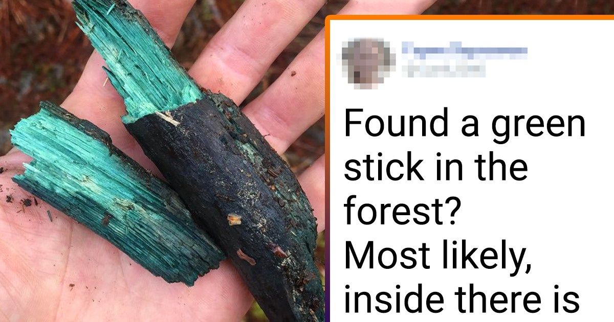 20+ People Who Went Out to Look for Mushrooms but Found an Adventure
