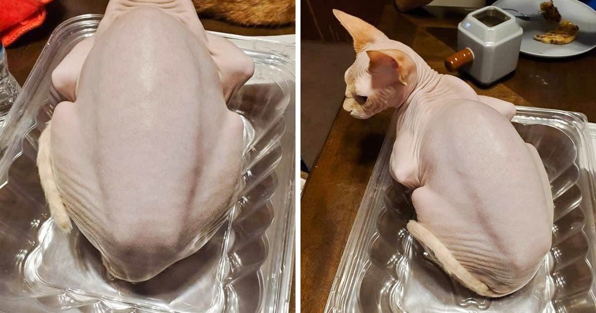 15+ Things That Camouflaged So Well, They Could Confuse Even the Brightest Minds
