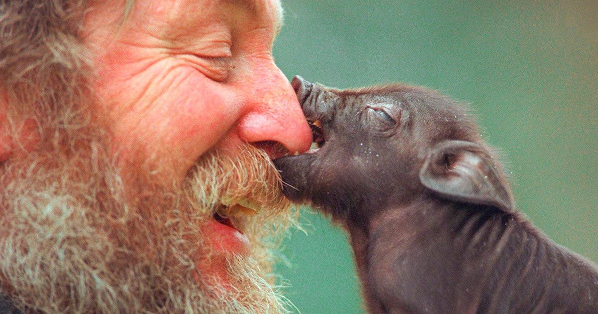 A Study Finds Pigs Are Empathetic and Show Emotions Just Like Us