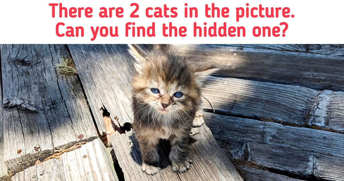 20+ Cats Skilled in the Art of Camouflage That Can Test Your Observation Powers
