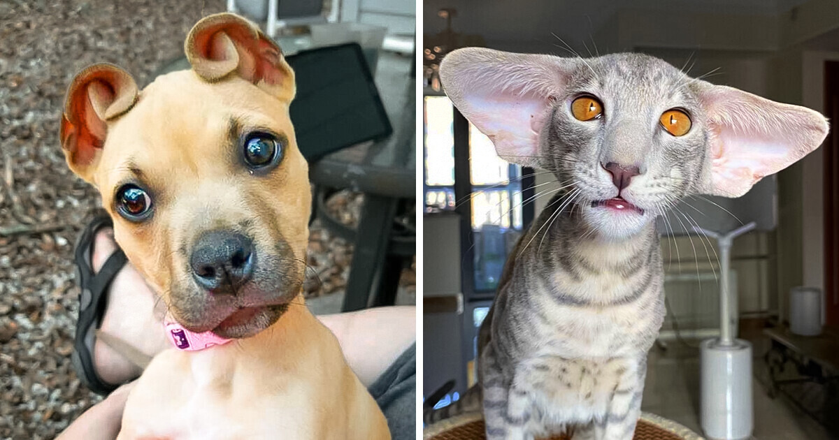 15+ Times Animals Reminded Us That Life Is Too Short to Be Serious