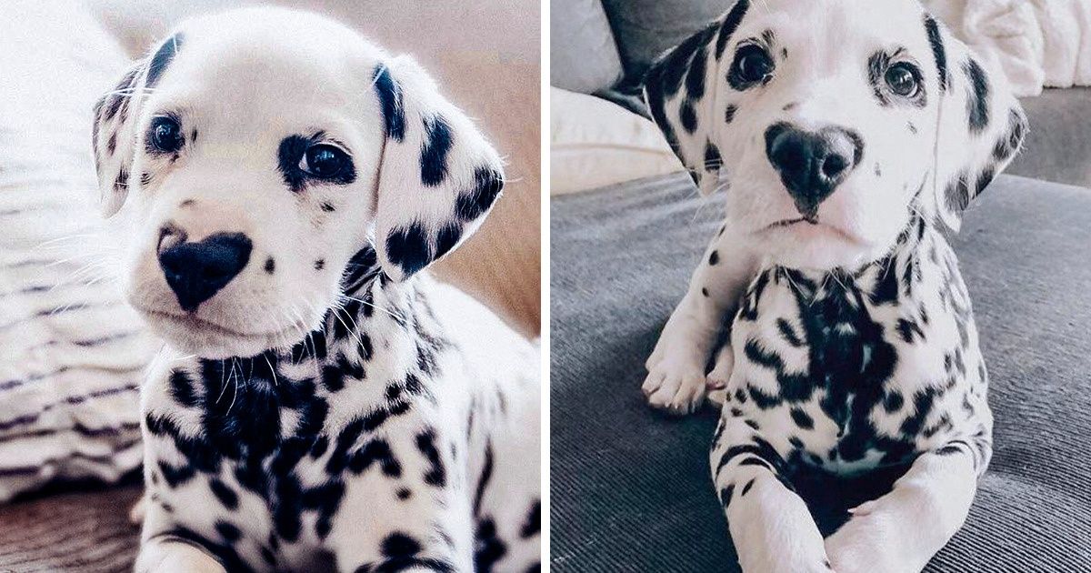 24 Unique Animals Who Can Sweep You Off Your Feet 24 Unique Animals Who Can Sweep You Off Your Feet