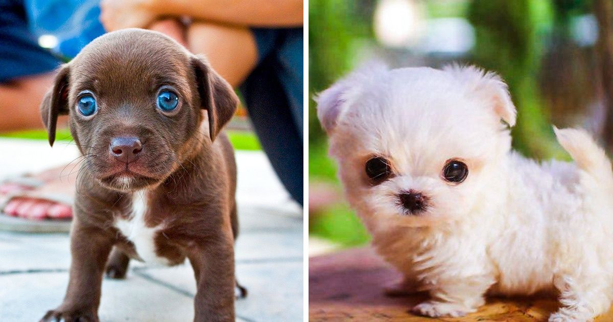 11 Cute Dog Breeds That Turned Our Hearts To Mush 11 Cute Dog Breeds That Turned Our Hearts To Mush